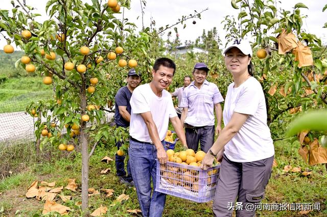 信阳新县：圆黄梨飘香致富路，群众“家门口”就业又增收