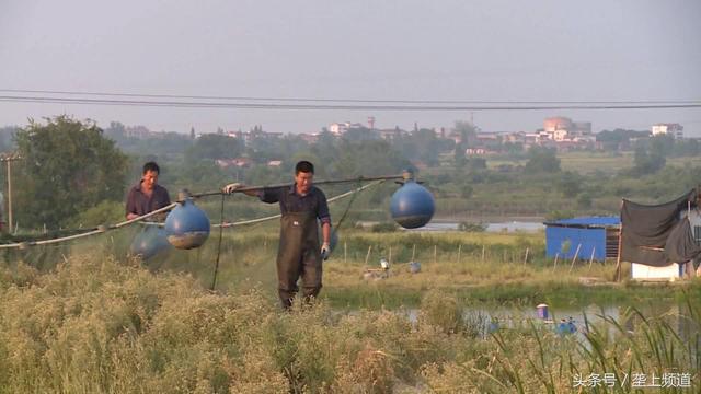 水产养殖产业引进村，农民鼓腰包，短短3年村子一举摘穷帽！