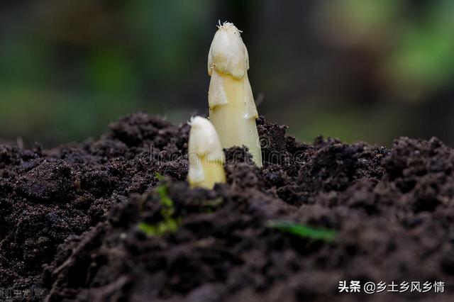 芦笋种植技术