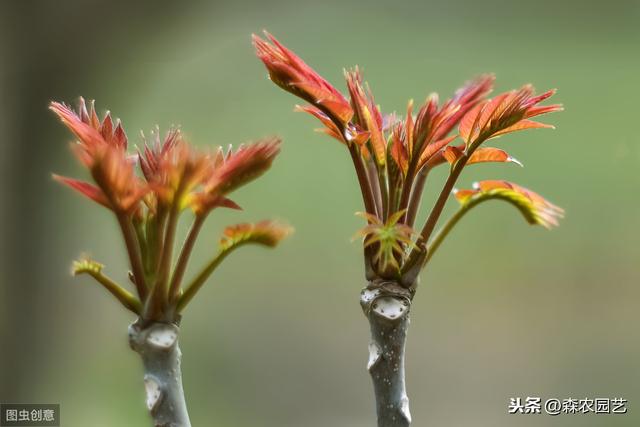 天鹰椒与大棚香椿的栽培技术，掌握高产栽培技术，管理轻松产量高