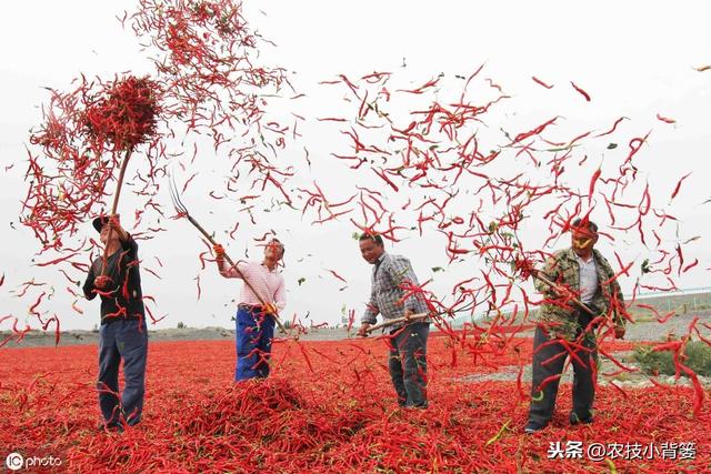 辣椒管理用好这一招，既能调控健壮长势，又能提高产量品质