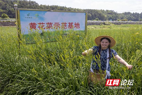 盛夏的“黄花之乡”，丰收的喜悦上心头