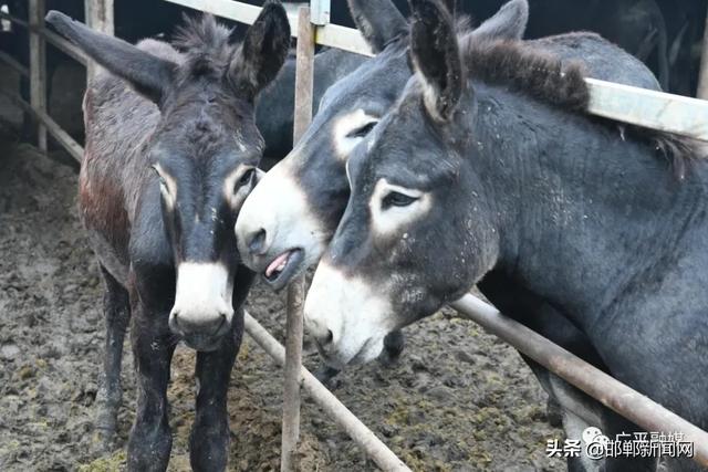 年收入20万，邯郸广平“驴司令”骑着毛驴奔小康