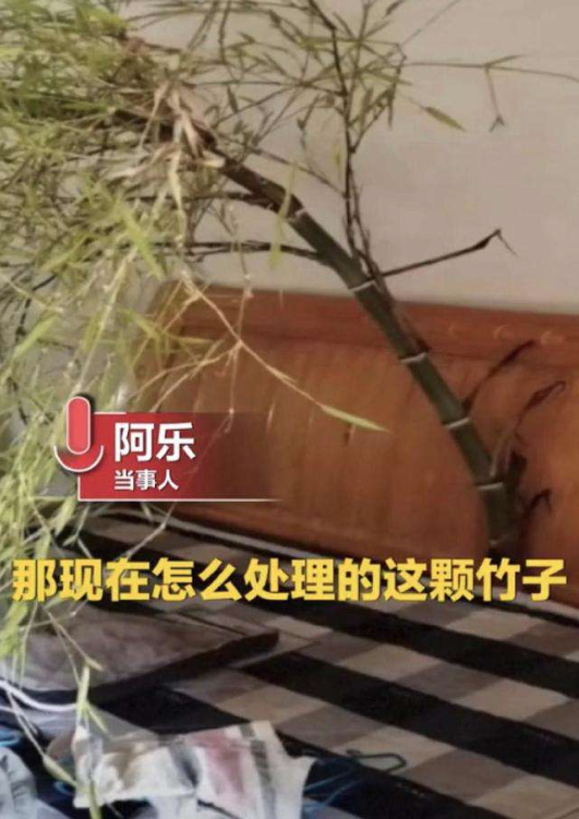 院子里种竹子好？花友：一朝种竹，十年挖根