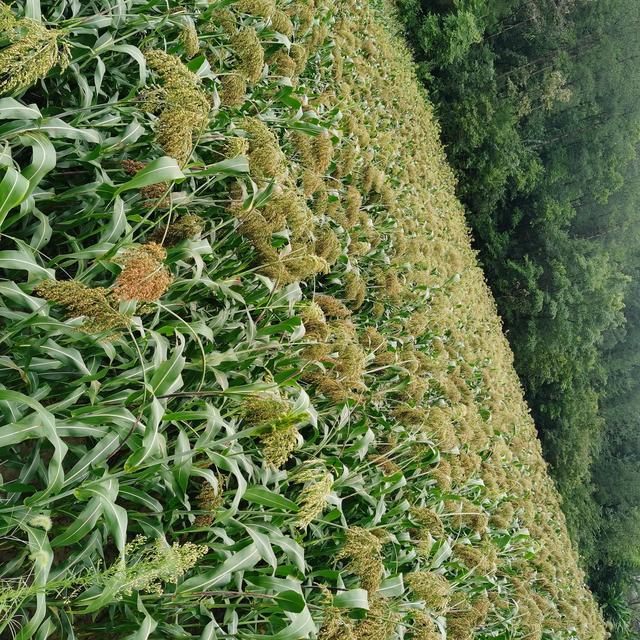 酒用高粱种植技术