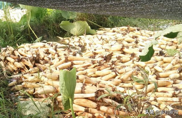 浅水藕种植有新招：掌握种植要点，种植浅水藕既轻松又丰产