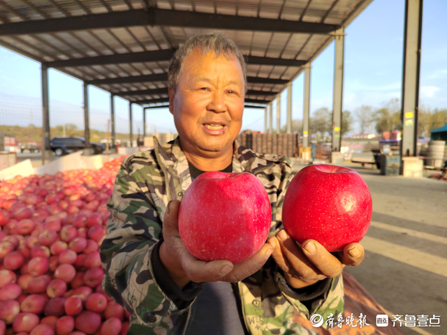 山东苹果，凭什么是中国苹果之神？