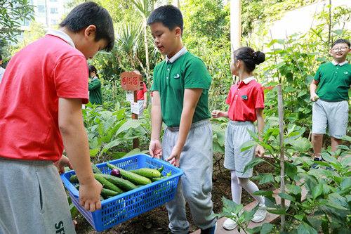 深圳外国语小学“青青葵园”小菜地迎来丰收季