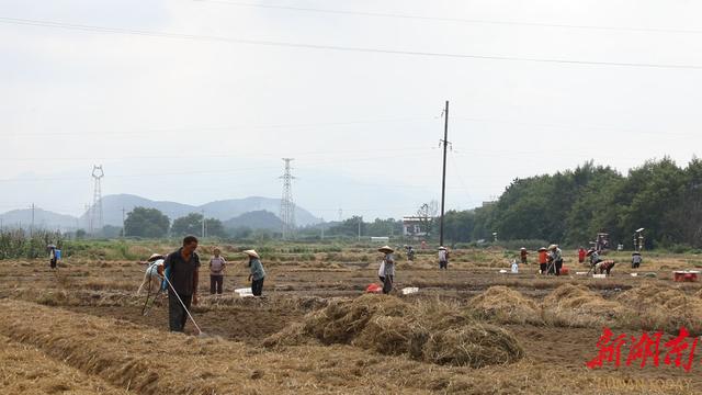 道县：秋播秋种正当时 小藠头带来大“钱”景