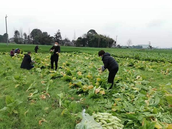 川鄂一家亲 甜蜜的果儿送到武汉德阳旌阳区果农菜农慷慨捐赠