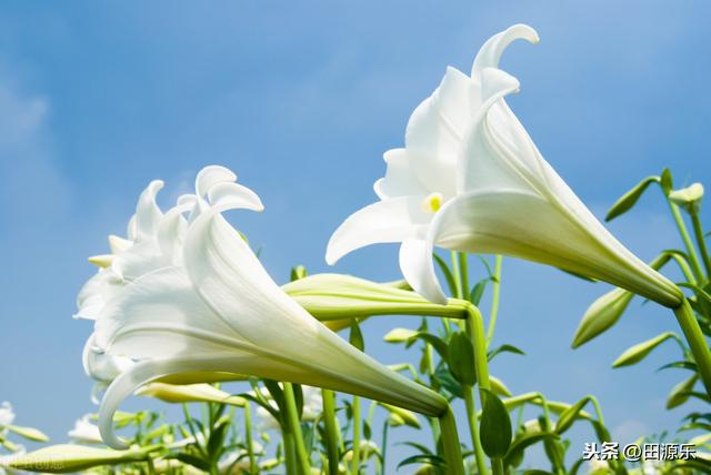 百合的种植技术，学会这几点技巧，可以爆盆生长