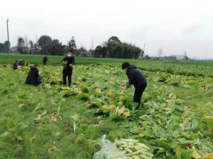 德阳土豆种植基地(川鄂一家亲 甜蜜的果儿送到武汉德阳旌阳区果农菜农慷慨捐赠)