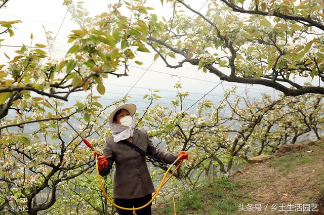 李子树高产管理措施，都在这里了，也许这些正是您需要的