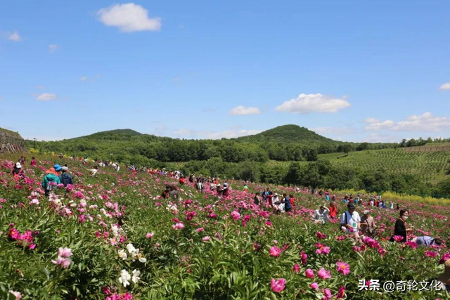 长白山脚下的这个生态园，蓝莓有一个美丽的传说