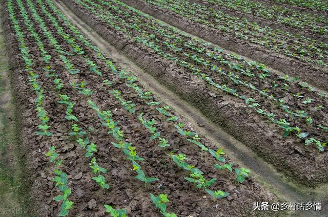 种植黄瓜、豆角和番茄，先把这些核心问题弄明白，想长不好都很难