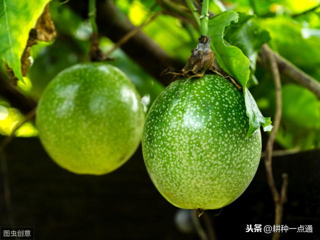 百香果栽培种植管理及病虫防治