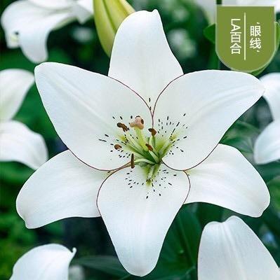 小白种百合花(一)