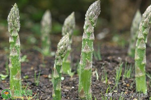 芦笋怎样种植？