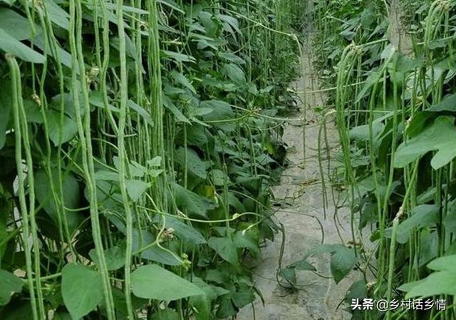 豆角、豇豆想要高产，记住这几个小窍门，结荚一茬又一茬