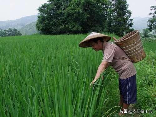 五六块一斤，药用和食用价值都很高的马蹄，怎么种植才更高产？