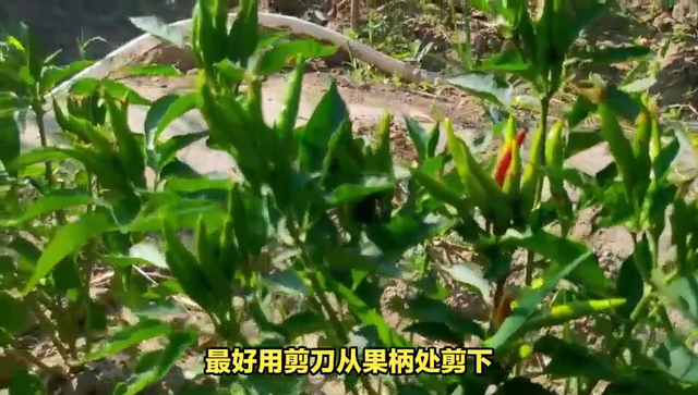 朝天椒的种植方法和注意事项，你知道吗？