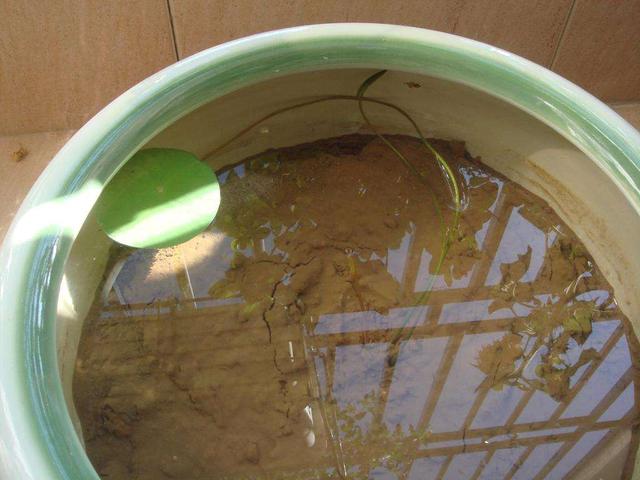 用旧水缸种莲藕，荷叶片片、花朵鲜艳，秋天收获一大盆