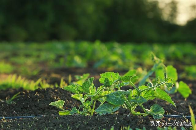 种甜瓜，这六个“雷区”不能踩，记住6个“不”，田间结瓜多又甜