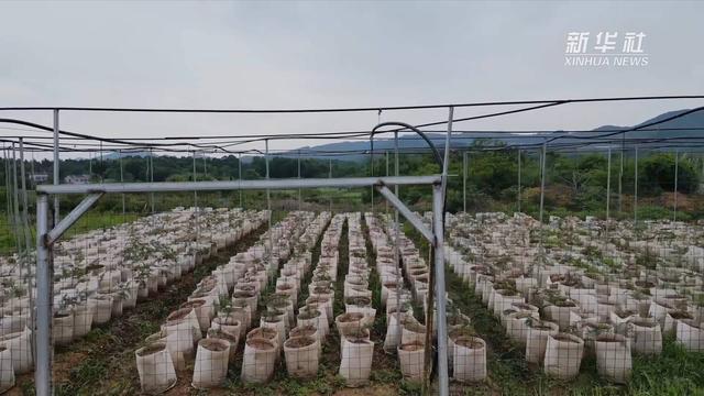 安徽铜陵：棵棵香榧树 铺就乡村振兴路