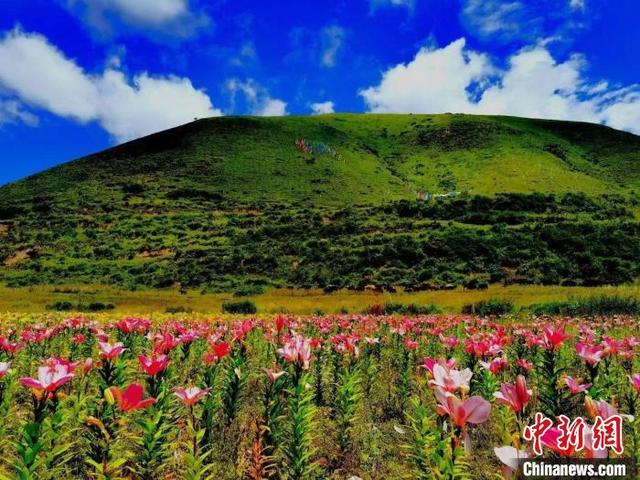 四川壤塘：百合开出“致富花”