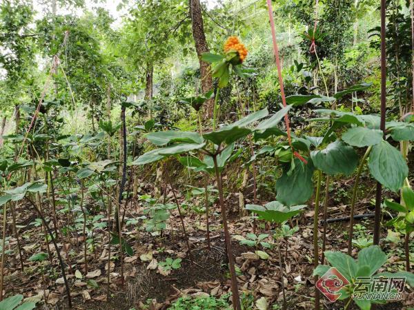 云南凤庆：林下种植中草药 乡村振兴有“良方”