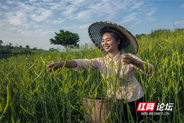 盛夏的“黄花之乡”，丰收的喜悦上心头