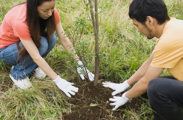 农田不能种树？2023年新安排来了，以前种的“林”如何处理