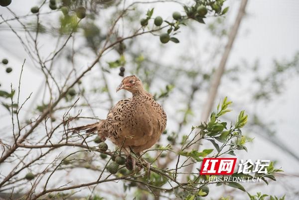 残疾小伙的致富路：把野鸡养成了摇钱树，半年就卖了60万