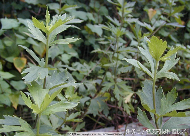 有毒的中药材川乌怎么栽培，后期如何管理，川乌种植管理技术