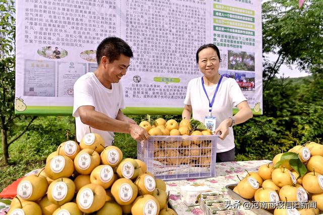 信阳新县：圆黄梨飘香致富路，群众“家门口”就业又增收