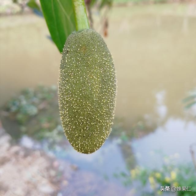 为什么种植的菠萝蜜没有看见开花就挂果了？那是你把花和果搞混了