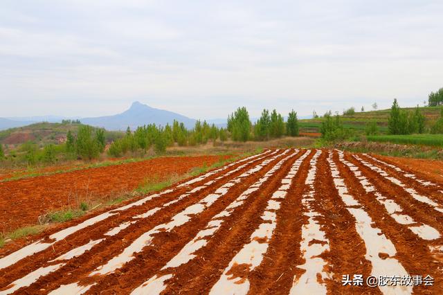 栽蔬菜、种花生、苹果树授粉，盘点五一前后胶东半岛的常见农活