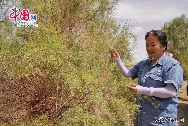 塔克拉玛干沙漠公路“生命禁区”的绿色动脉