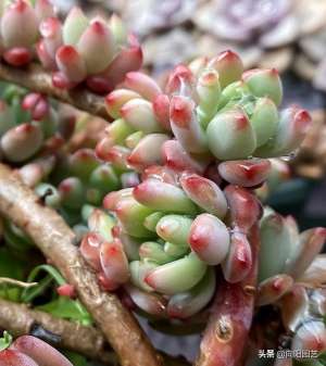 夏季多肉植物怎么种植(两广地区养多肉，注意3个“忌讳区”，有效避免黑腐，安全度夏)