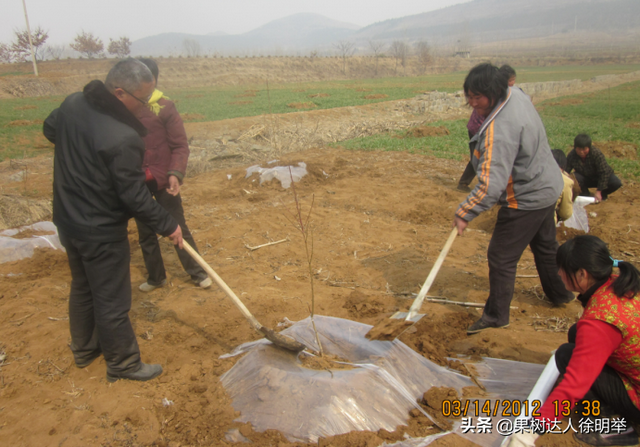 桃树科学栽植是建园关键，有哪些技术呢