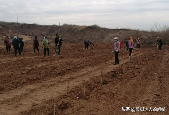 桃树科学栽植是建园关键，有哪些技术呢