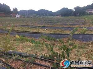 遂宁药材种植基地(贫困村“长”出遂宁最大蓝莓基地)