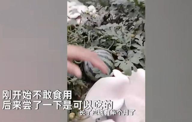 种西瓜却长出一地蘑菇，西瓜还没蘑菇大，惠州女子喜获罕见食用菌