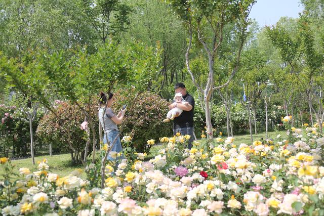 太出片！芳菲时节，一起来打卡临沂紫薇月季园