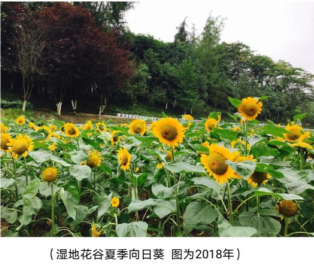 树状月季花开正艳环湖鸢尾正式上线——重庆园博园新一季赏花路线出炉