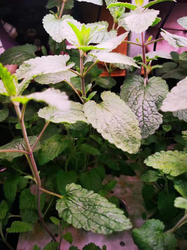 让人无奈的网购经历背后，暗藏着花种苗木的网购陷阱——“草莓”种子种出草：莓呢？没了