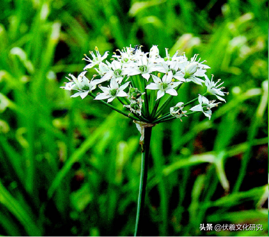 两城镇适宜栽植的具有观赏价值的中草药（九）