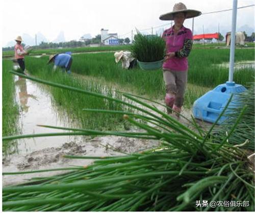 五六块一斤，药用和食用价值都很高的马蹄，怎么种植才更高产？