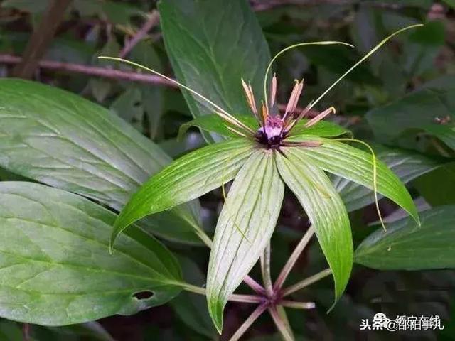 邵阳人，这些植物你都认识吗？