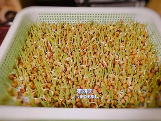 花11块钱种了盆豆苗，没想到收获了价值百万的欢乐